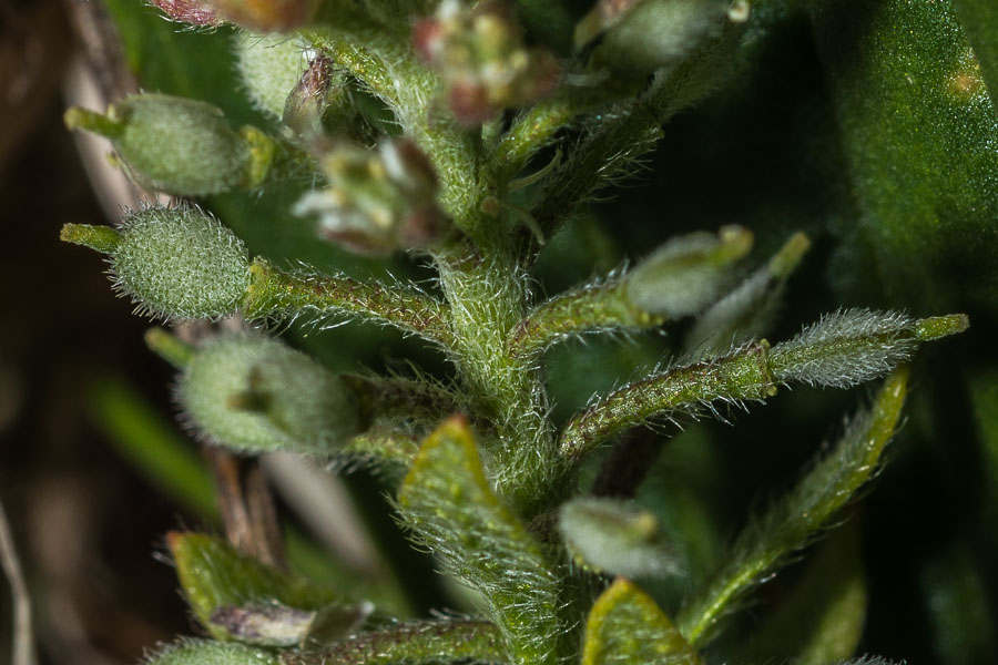 Alyssum simplex (=Alyssum campestre) / Alisso campestre